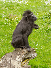 Image showing Crested Black Macaque (Macaca nigra)