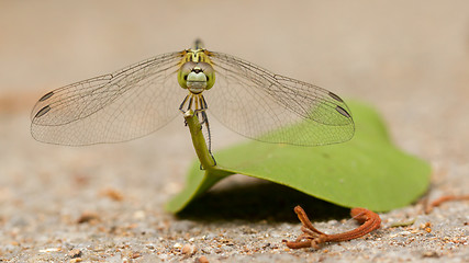 Image showing Dragonfly on a leaf