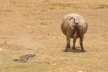 Image showing Large water buffalo peeing