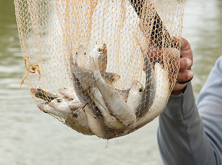 Image showing Fisherman hold a net with several small fish in it