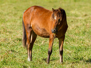 Image showing Grazing horse