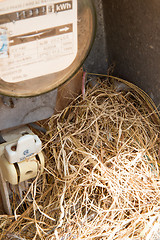 Image showing Nest of a sparrow in a cabinet with electrical meter 