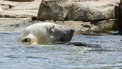 Image showing Close-up of a polarbear (icebear) 