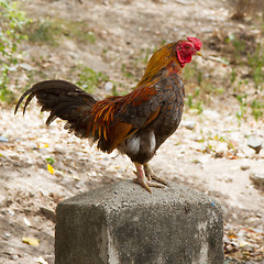 Image showing Rooster standing on a concrete pole