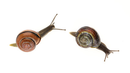 Image showing Two garden snails (Helix aspersa)