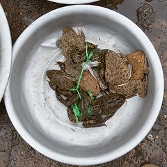 Image showing Toads for consumption are being sold on a Vietnamese market