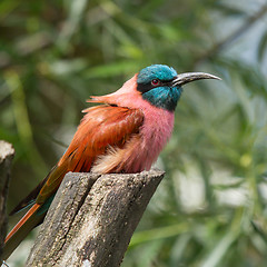 Image showing Northern Carmine Bee-Eater