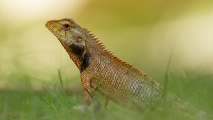 Image showing Close up of a lizard