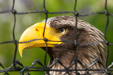 Image showing Steller's sea eagle in captivity