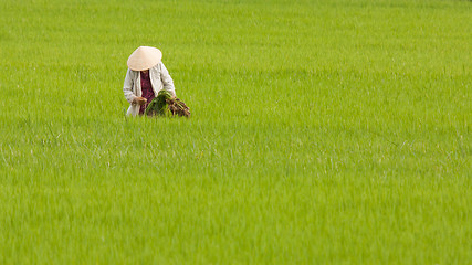 Image showing Farmer working on a ricefield in Vietnam, Nha Trang