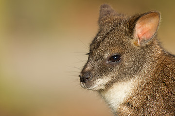 Image showing Close-up of a parma wallaby