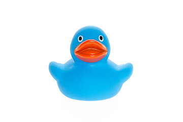 Image showing Blue duck isolated