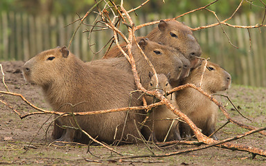 Image showing Capybara (Hydrochoerus hydrochaeris) covering