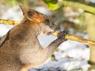 Image showing Swamp wallaby in the snow, eating