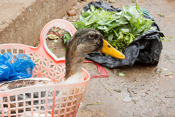 Image showing Duck bought for consumption on a Vietnamese market