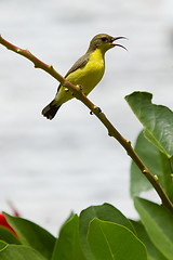 Image showing Olive Backed Sunbird - Female