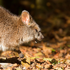 Image showing Close-up of a yawning parma wallaby