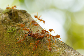 Image showing Ants in a tree carrying a death bug