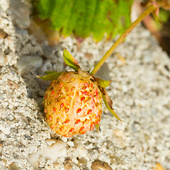 Image showing Unripe strawberry in a farm