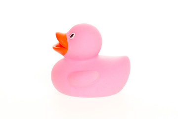 Image showing Pink duck isolated