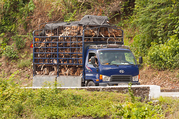 Image showing HUÉ, VIETNAM - AUG 4: Trailer filled with live dogs destined fo