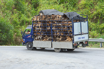 Image showing HUÉ, VIETNAM - AUG 4: Trailer filled with live dogs destined fo