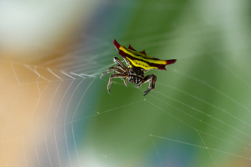 Image showing Horned spider (Gasteracantha doriae) in it's web