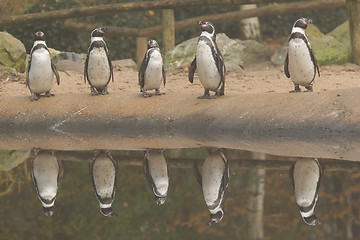 Image showing Row of Humpolt penguins