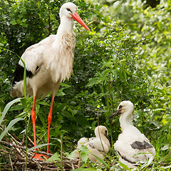 Image showing Stork with two chicks