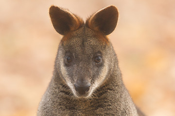 Image showing Close-up swamp wallaby