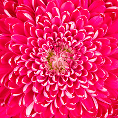 Image showing Purple chrysanthemum