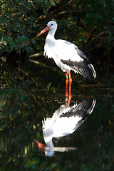 Image showing Stork in the water