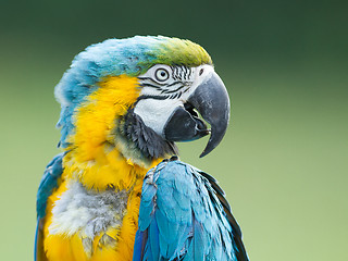 Image showing Close-up of a macaw parrot