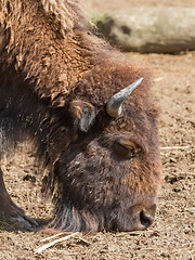 Image showing American bison (Bison bison)
