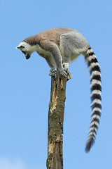 Image showing Ring-tailed lemur in a tree