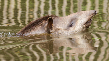 Image showing Profile portrait of south American tapir in the water