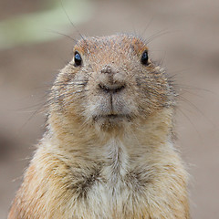 Image showing Prairie dog