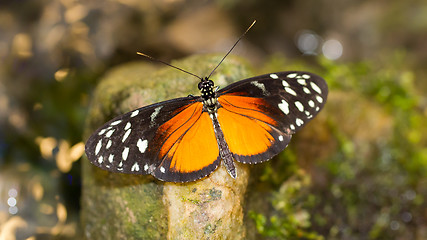 Image showing Golden helicon butterfly