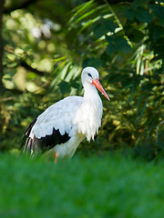 Image showing Stork in its natural habitat 