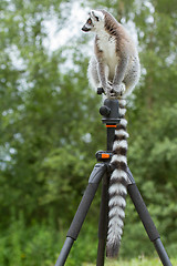 Image showing Ring-tailed lemur sitting on tripod