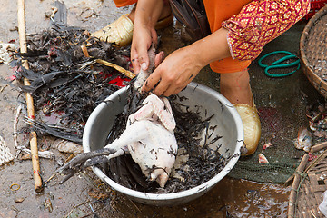 Image showing Woman plucking a chicken on a Vietnamese market