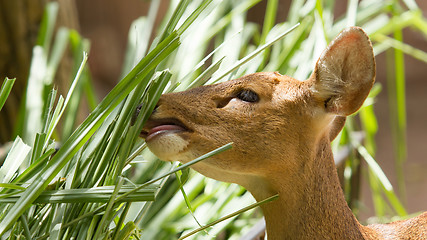 Image showing Closeup of a healthy deer eating