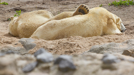 Image showing Close-up of a polarbear in capticity 