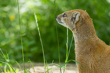 Image showing Close-up of a yellow mongoose (cynictis penicillata)