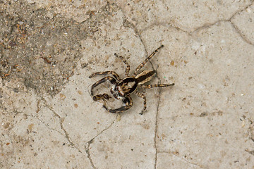 Image showing Small spider hunting