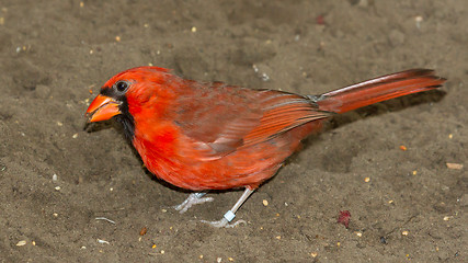 Image showing Northern Cardinal in captivity