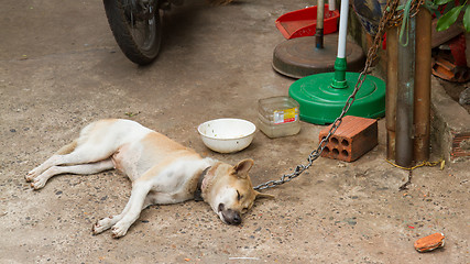 Image showing Dog on chain with lock, prevention from stealing for consumption