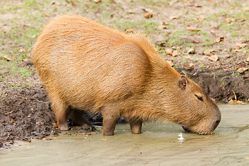 Image showing Capybara (Hydrochoerus hydrochaeris) drinking from a dirty pool