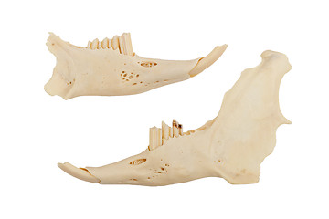 Image showing Jaws of a rabid