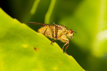 Image showing Green fly on a leaf